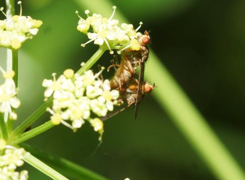 Scathophaga sp.